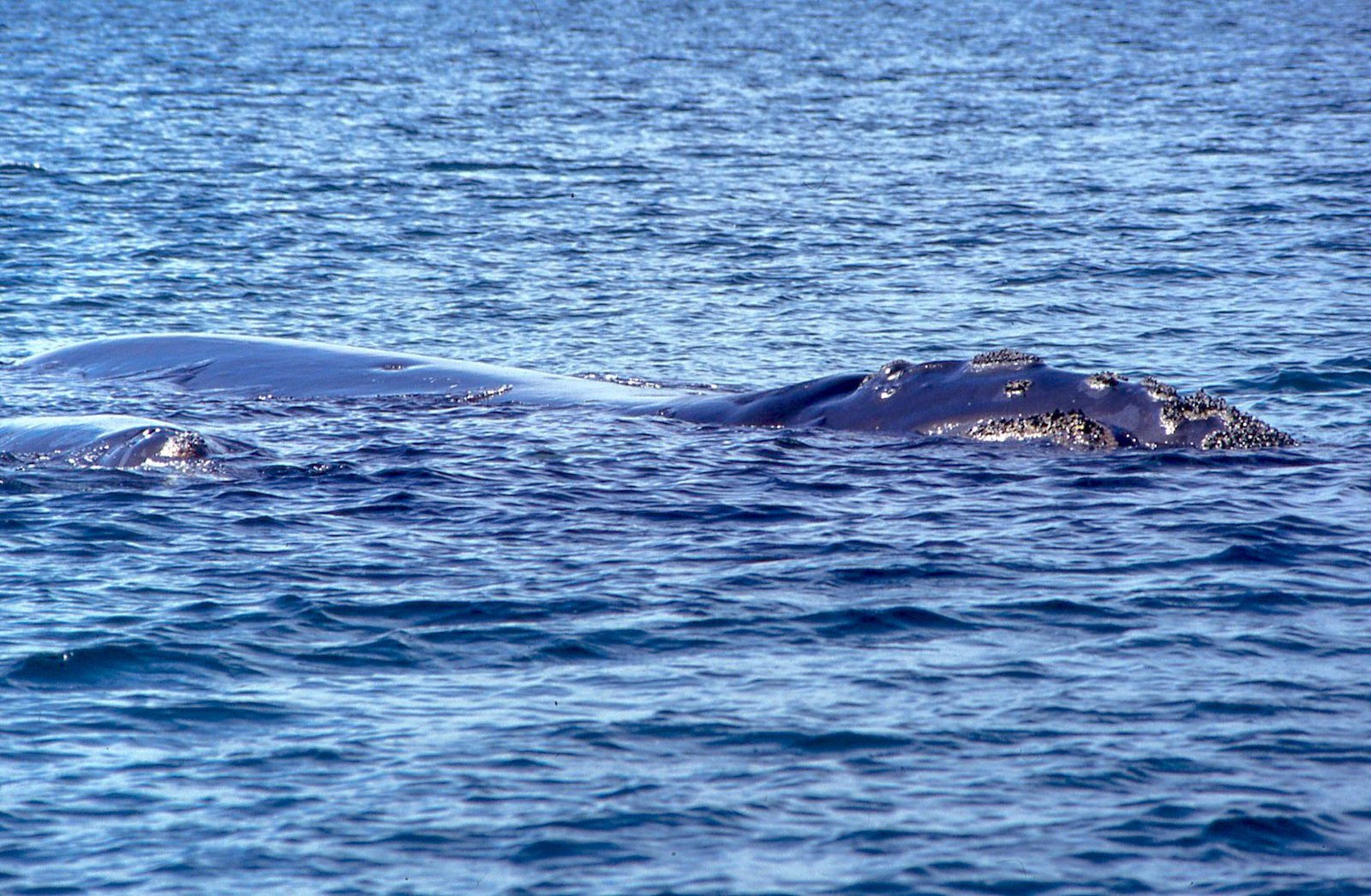 Valdés Peninsula 15